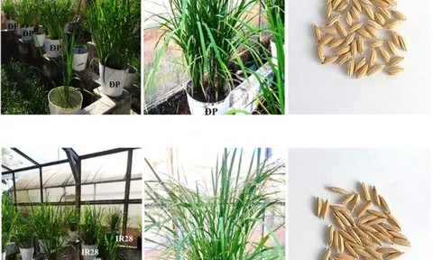 Công nghệ giải trình tự gen thế hệ mới xác định gen tiềm năng chống chịu mặn trên cây lúa