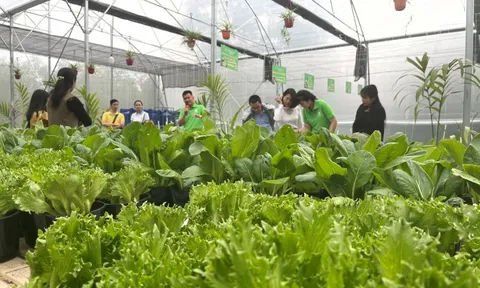 Hueponics ra mắt “Hệ thống rau sạch trồng trong nhà kính bằng công nghệ thủy canh”