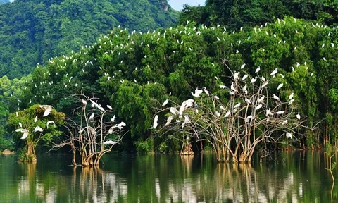 3 nhiệm vụ trọng tâm nâng cao chất lượng rừng nhằm bảo tồn hệ sinh thái rừng và phòng, chống thiên tai đến năm 2030