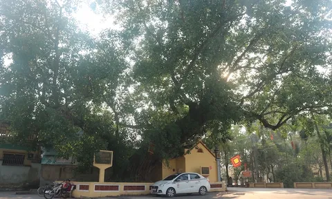 Về thăm 3 cây di sản ở ngôi làng ven đô
