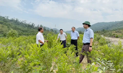 Thừa Thiên Huế chú trọng phát triển rừng trồng bản địa và trồng cây dược liệu