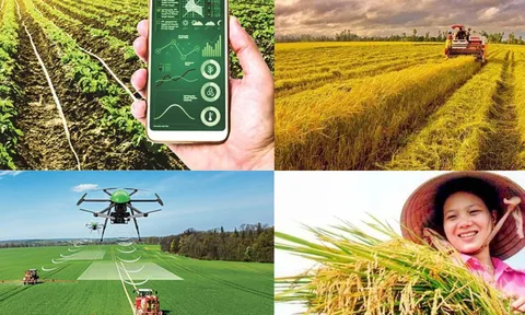 Hội Nông dân Việt Nam tham gia phát triển kinh tế tập thể trong nông nghiệp đến năm 2030