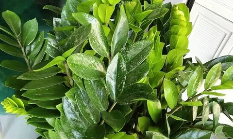 Đi tìm “công tắc sinh trưởng” của cây kim tiền
