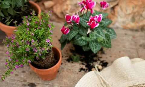 Chuyển cây sang chậu mới: 5 trường hợp cần đặc biệt lưu ý