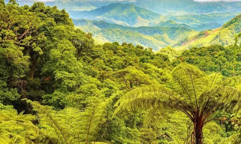 50.000 cây bản địa sẽ được trồng tại Khu dự trữ thiên nhiên Động Châu - Khe Nước Trong
