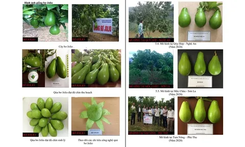 Nghiên cứu tuyển chọn, lai tạo giống bơ cho các tỉnh phía Bắc