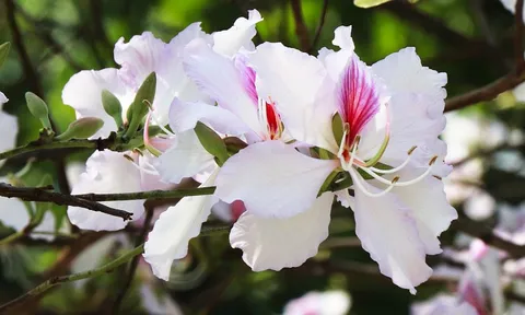 Trưng bày, giới thiệu các sản phẩm OCOP, sản phẩm nông nghiệp tiêu biểu, sản phẩm làng nghề truyền thống tại Lễ hội “Về miền Hoa Ban”