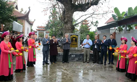 Cây bàng bên ngôi đình cổ làng Xích Thổ được vinh danh Cây Di sản Việt Nam