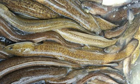 Hoàn thiện hệ thống thiết bị và công nghệ nuôi thâm canh cá chình hoa (Anguilla marmorata) bằng thức ăn công nghiệp