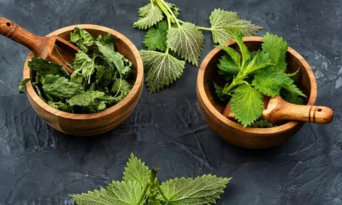 Cây thảo dược - vị thuốc cổ xưa