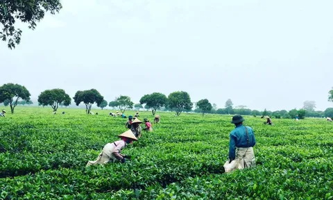 Ứng dụng công nghệ tự động hóa trong quá trình sản xuất nguyên liệu và quá trình sản xuất, chế biến chè xanh sao lăn chất lượng cao tại CTCP Trà Than Uyên