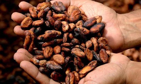 Khan hiếm hạt cacao có ảnh hưởng gì tới nông dân, doanh nghiệp và người tiêu dùng sôcôla