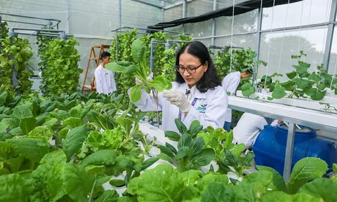 Trường Đại học Văn Lang & Đại học Middlesex hợp tác tiên phong trong cải tiến công nghệ nông nghiệp đô thị