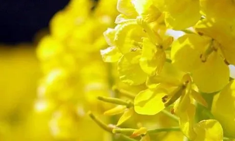 Kinh nghiệm làm giàu từ "biển hoa" cải dầu