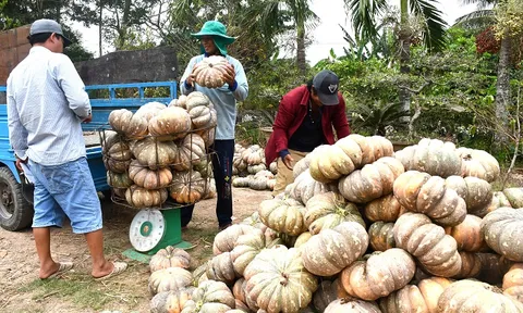Cà Mau: Nông dân huyện Trần Văn Thời trúng mùa bí rợ