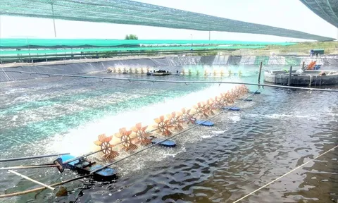 Chuyện khó con tôm