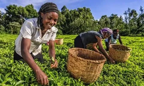 Kenya: Xuất khẩu chè đạt mức cao kỷ lục