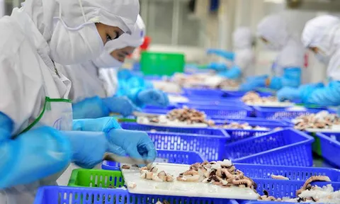 Trung Quốc tăng mạnh nhập khẩu mực, bạch tuộc từ Việt Nam trong tháng đầu năm