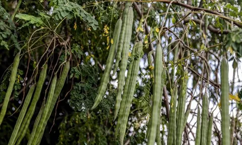 Triển vọng hồi sinh 100 thực phẩm bị lãng quên ở Châu Phi