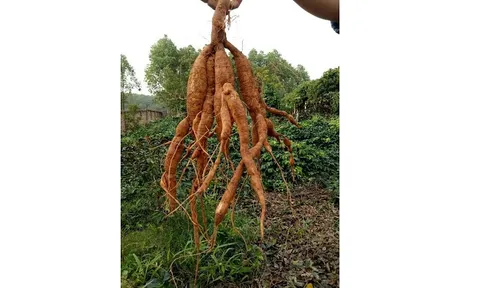 Xây dựng và quản lý chỉ dẫn địa lý cho sản phẩm sâm nam Núi Dành, tỉnh Bắc Giang