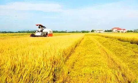 Thừa Thiên Huế: Đẩy mạnh sản xuất, kinh doanh, xuất khẩu lúa, gạo bền vững minh bạch, hiệu quả trong tình hình mới