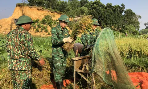 Bộ đội vượt nắng xuống đồng giúp người dân thu hoạch lúa