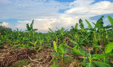 Cải tạo đất - một phương án hữu hiệu để phát triển kinh tế nông nghiệp