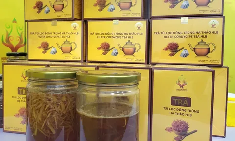Tăng cường hỗ trợ tuần hoàn máu nhờ trà túi lọc đông trùng hạ thảo HLB