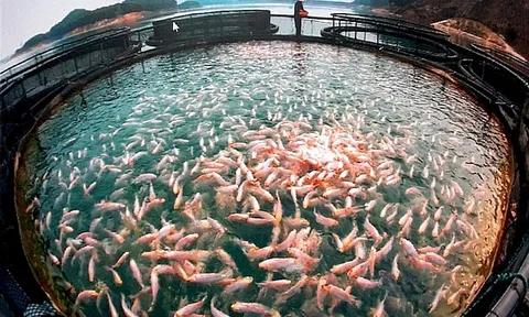 Sản phẩm cá OCOP từ hồ Thác Bà - trụ cột ngành thủy sản của tỉnh miền núi Yên Bái