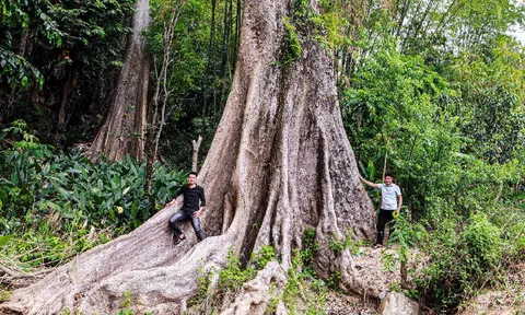 Thêm 5 loài thực vật mới lọt vào danh sách Cây Di sản Việt Nam