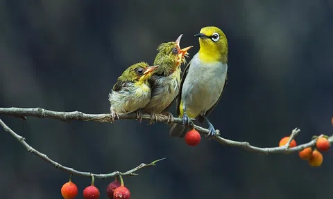 Nhớ mùa chim làm tổ