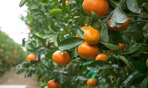 Các giống quýt “dễ bóc” đã nâng cao lượng xuất khẩu của Peru