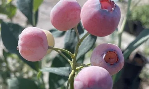 Oppy ra mắt giống việt quất độc quyền: Pink Cosmo và Hunkaberry