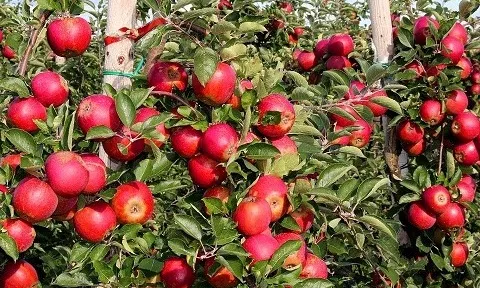 Phương pháp tái sinh thực vật mới mà không cần sử dụng phytohormone