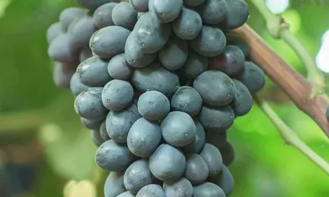 Ngành nho Peru tăng trưởng mạnh