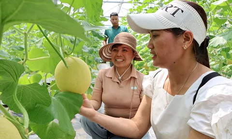 Hoạt động thiết thực của Trung tâm Xúc tiến thương mại tỉnh Hải Dương