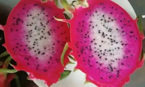 Các nhà nghiên cứu Trung Quốc phát triển giống thanh long hai màu mới
