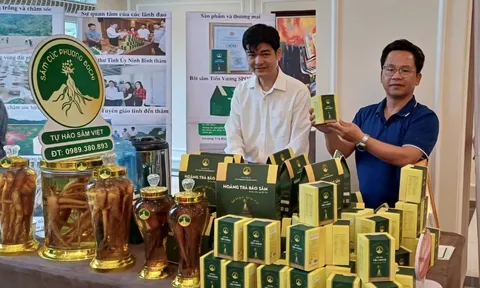 Sâm Cúc Phương - sản vật quý ven rừng nguyên sinh