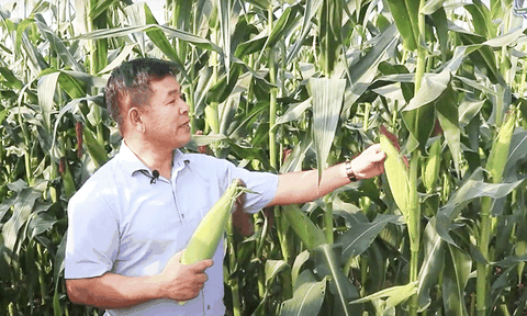 Lai tạo giống ngô ngọt mới cho vùng Đông Nam Bộ