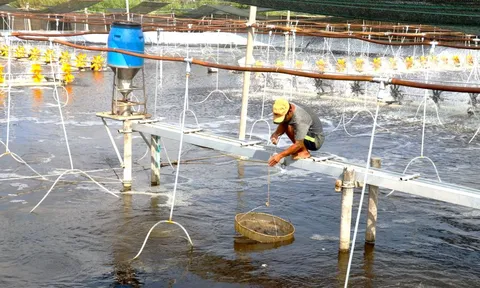 Kiên Giang: Công tác nuôi trồng thủy sản cần sẵn sàng để ứng phó trong mùa mưa bão