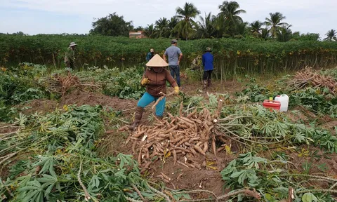 Tây Ninh: Cây sắn đang góp phần đem lại nguồn thu nhập đáng kể cho người dân