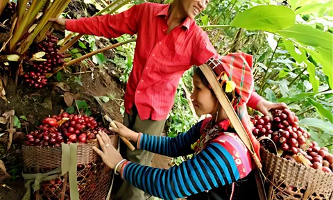 Lưu giữ hương thơm thảo quả