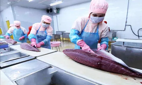 Ngành cá ngừ cần gỡ “nút thắt” nguyên liệu