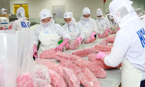 Cá ngừ hộp Việt Nam gia tăng thị phần tại Mỹ