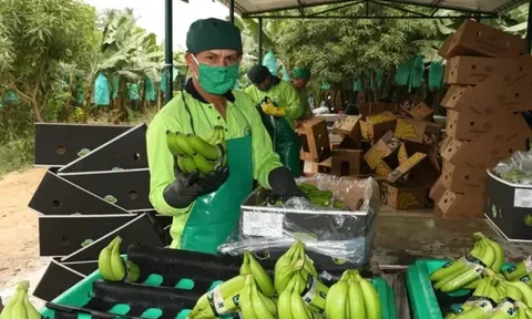 Peru: Mô hình hợp tác xã giảm áp lực thuế cho người trồng chuối