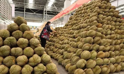 Diện tích trồng sầu riêng của Lào tăng mạnh, có thể trở thành một trong “tứ đại gia” về xuất khẩu sầu riêng