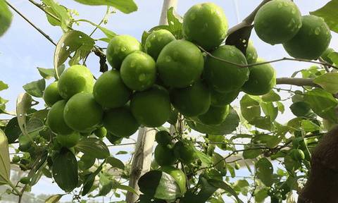 Ninh Thuận: Tuyển chọn năm giống táo bom đầu dòng năng suất cao