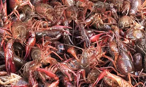 Tăng cường kiểm soát tôm hùm đất nhằm bảo vệ môi trường, tránh tác động xấu đến sản xuất nông nghiệp