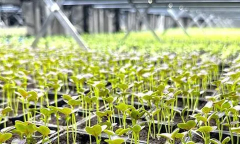 Giải pháp chiếu sáng mới trong canh tác thẳng đứng