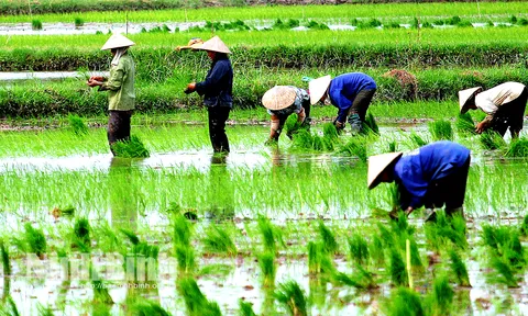 Hoàn thiện dự thảo Nghị định về đất trồng lúa